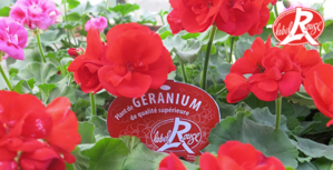 Label Rouge géraniums