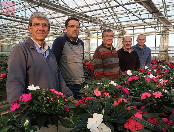 Bellard-Crochet cultive des plantes fleuries sur 7,5 hectares à Sainte-Gemmes et Brain-sur-l'Authion.