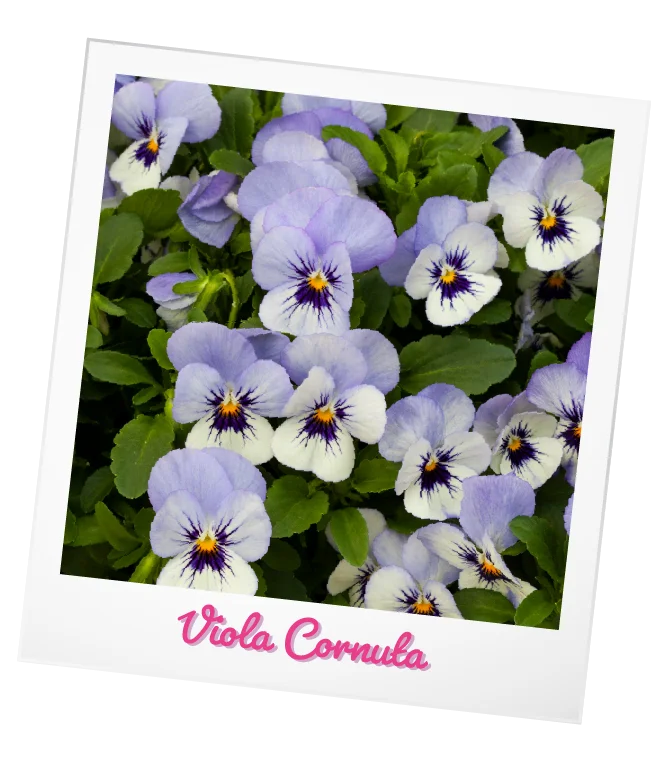 Featured image for “plante”