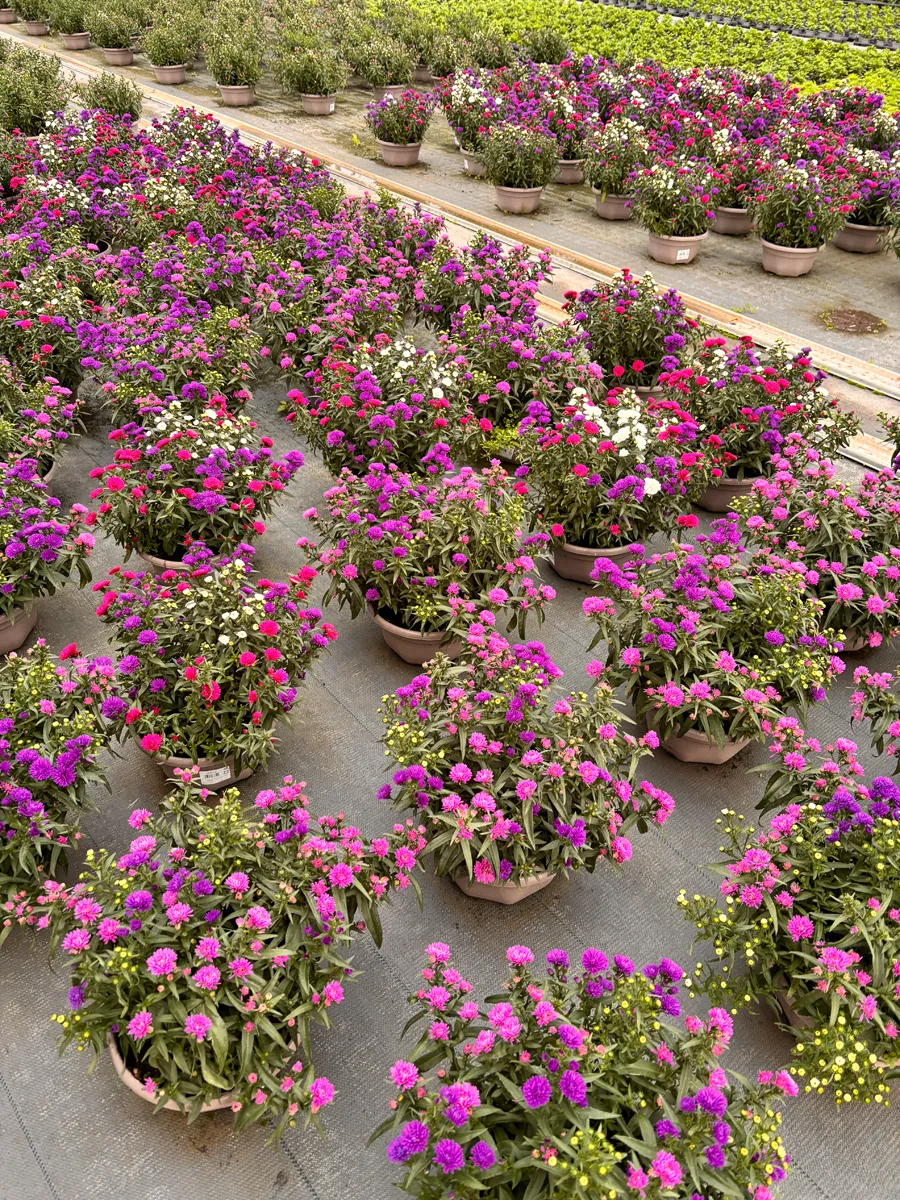Aster – Image 2
