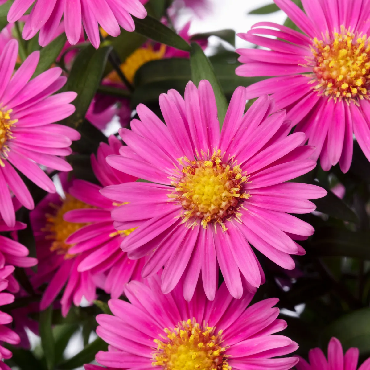 Aster