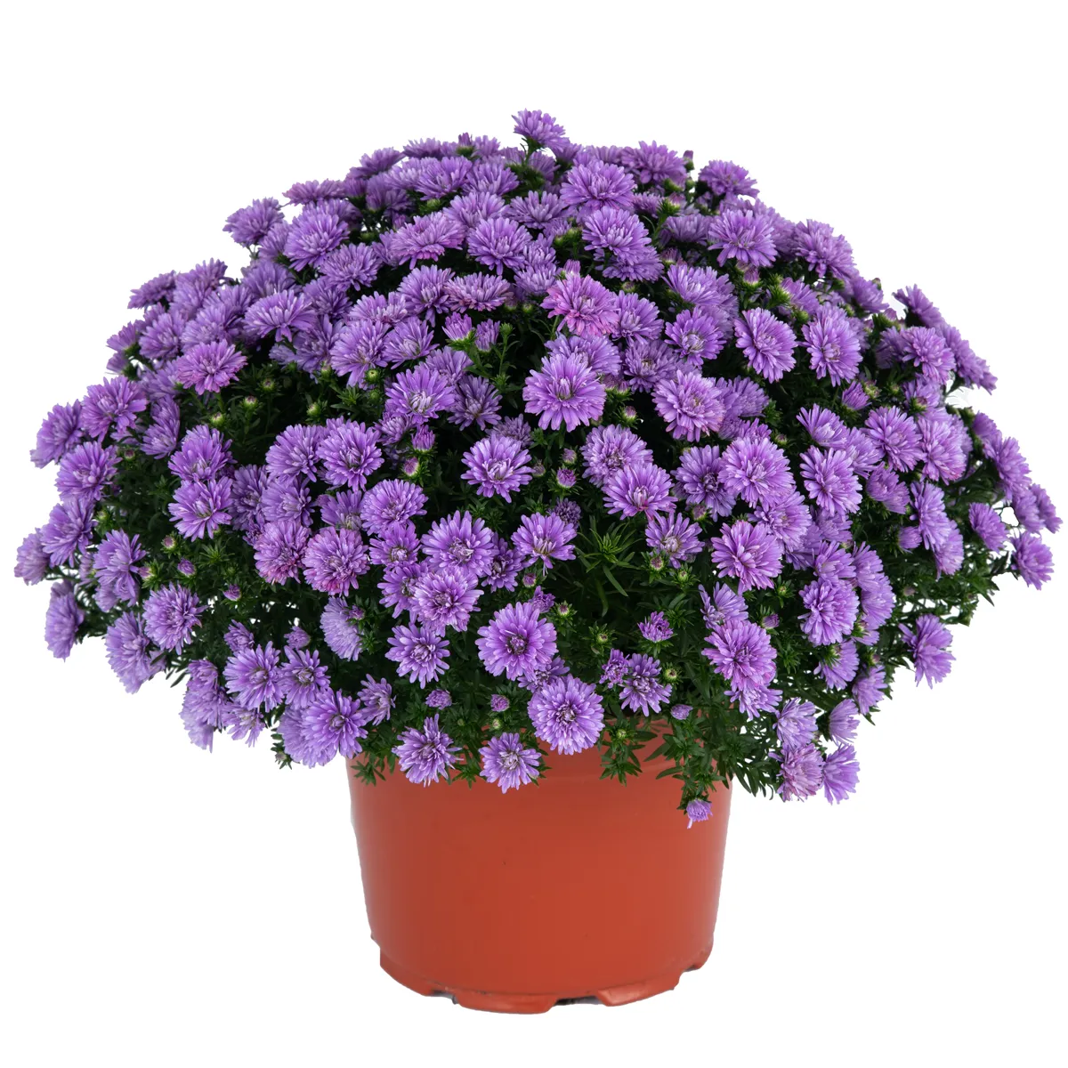 Aster – Image 5