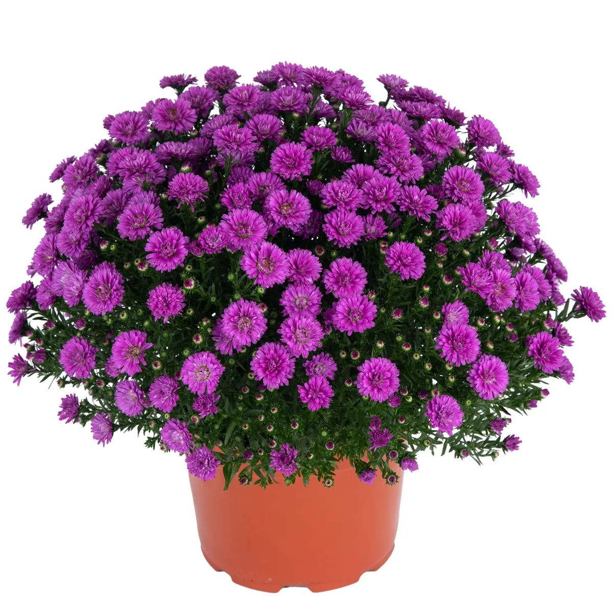 Aster – Image 6
