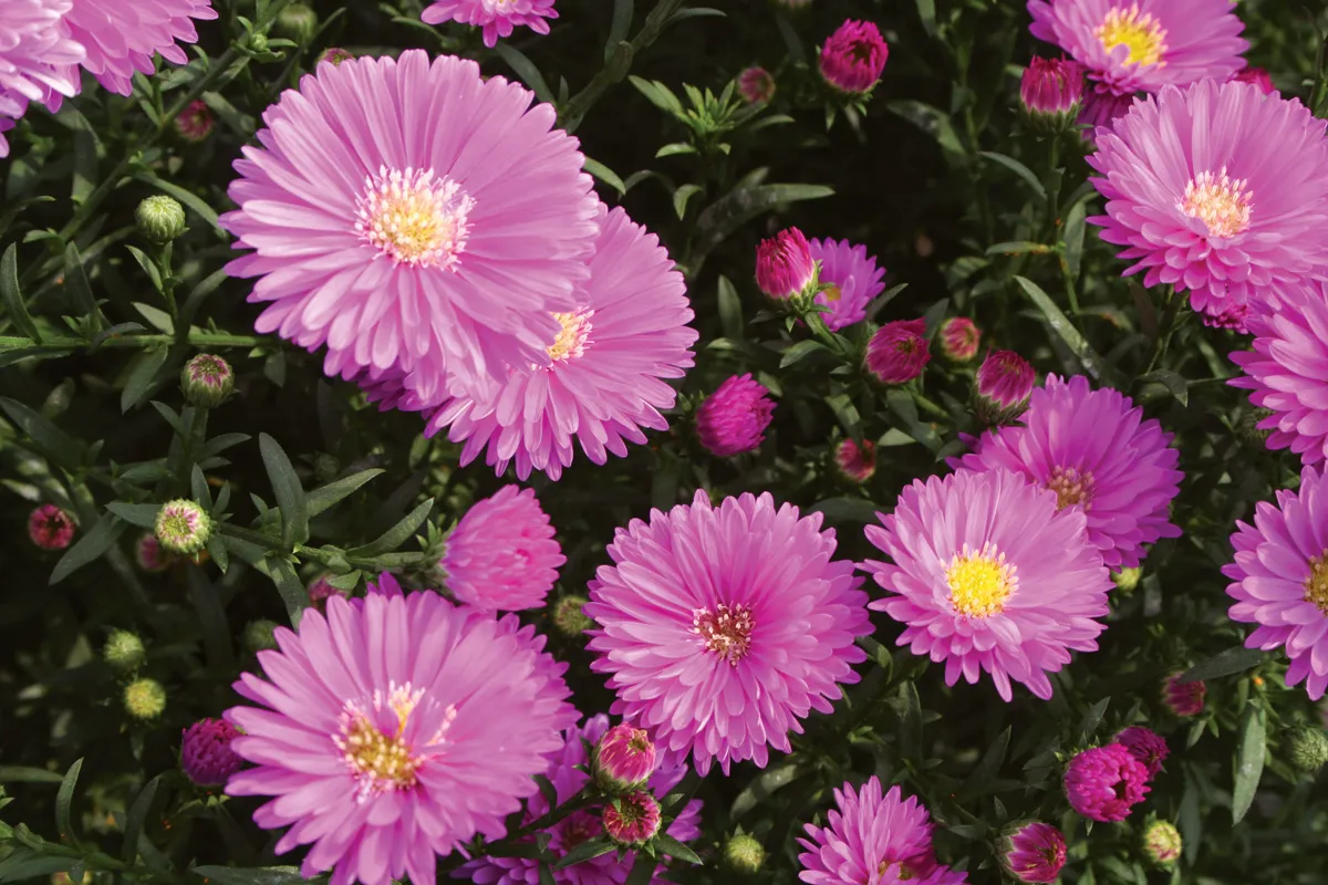 Aster – Image 7