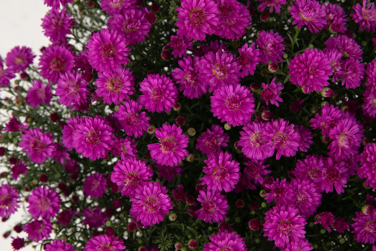 Aster – Image 10