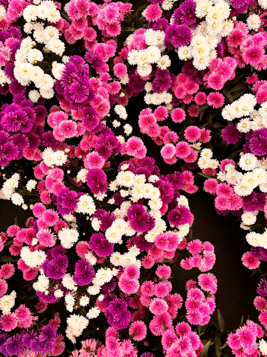 Aster – Image 12