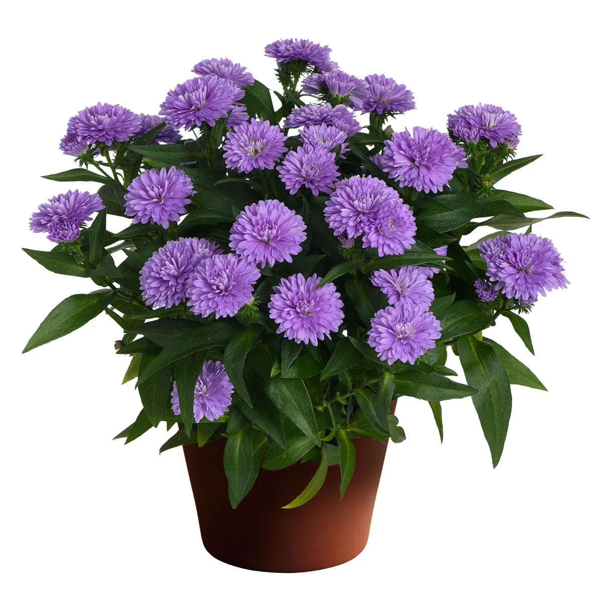 Aster – Image 11
