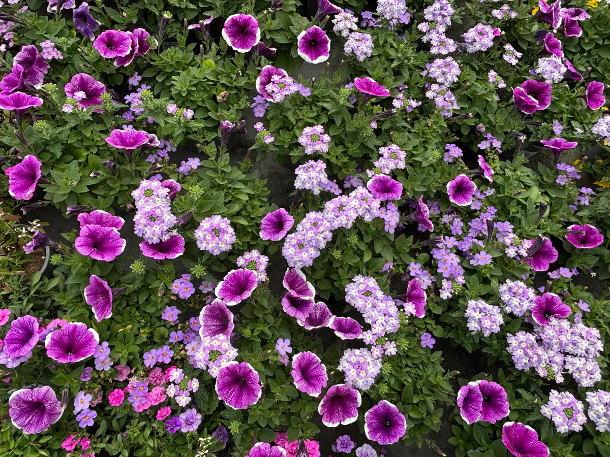 Calibrachoa – Image 6