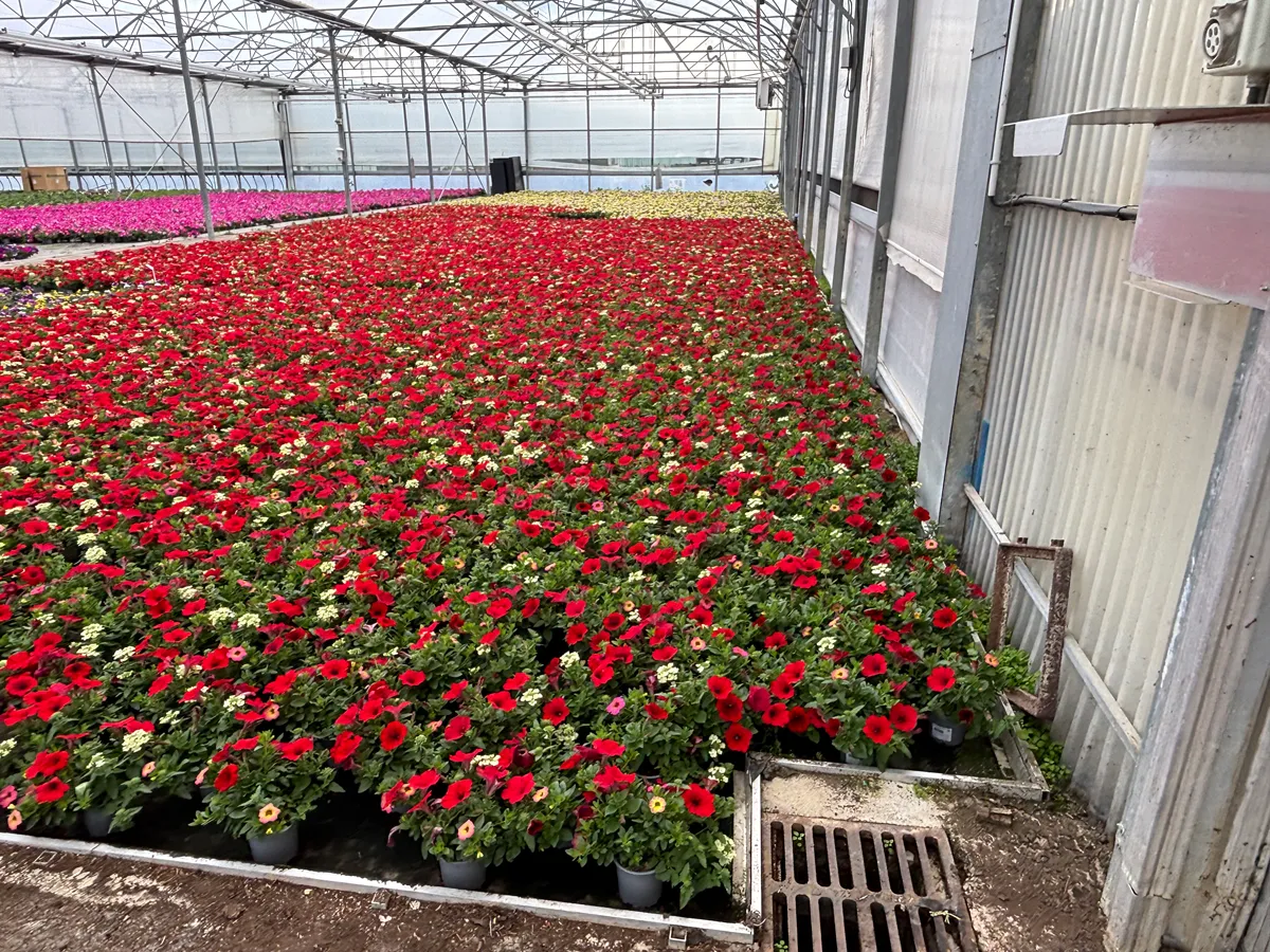 Calibrachoa – Image 2