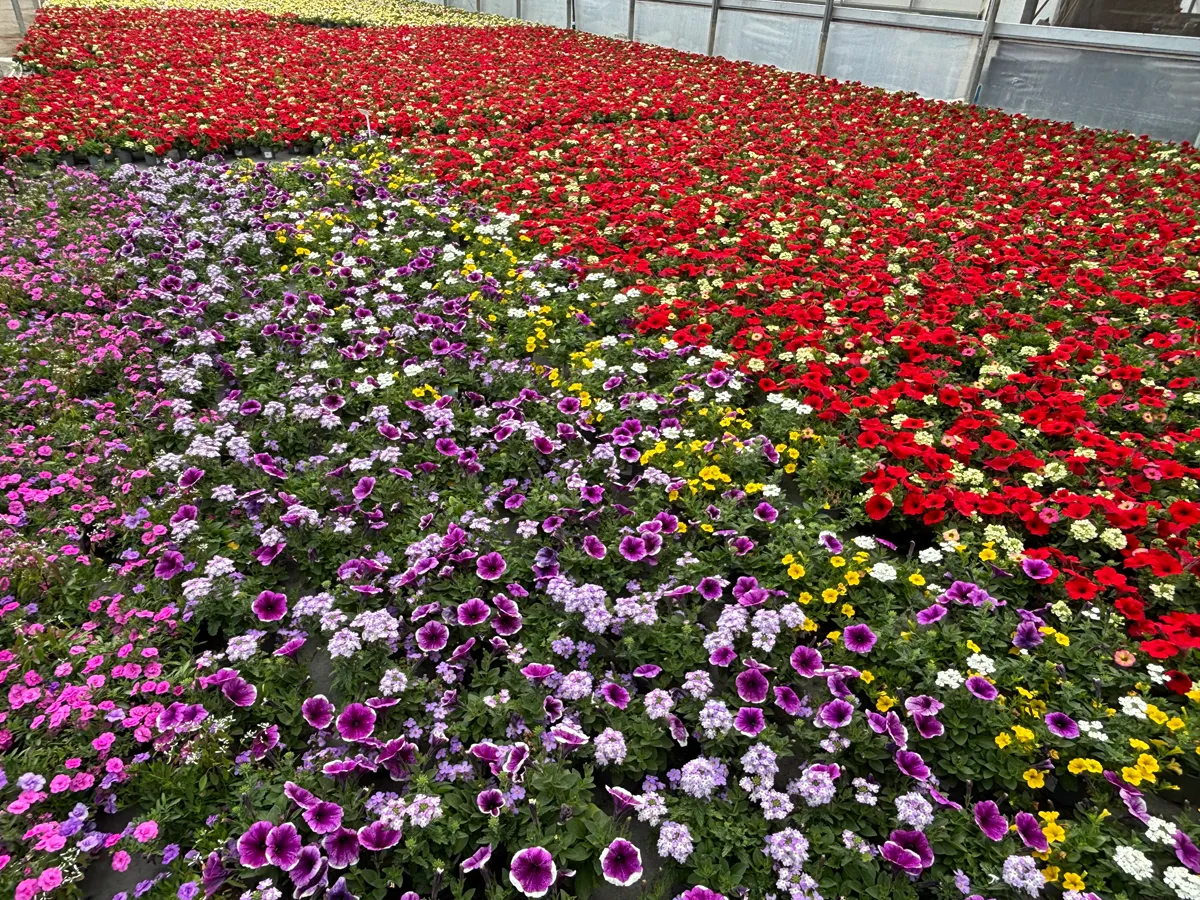 Calibrachoa – Image 3