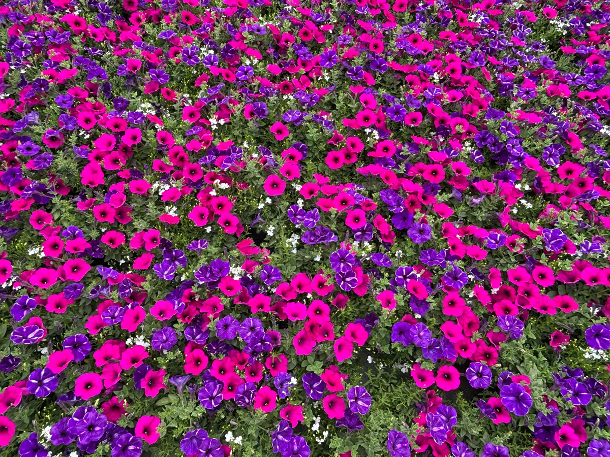 Calibrachoa