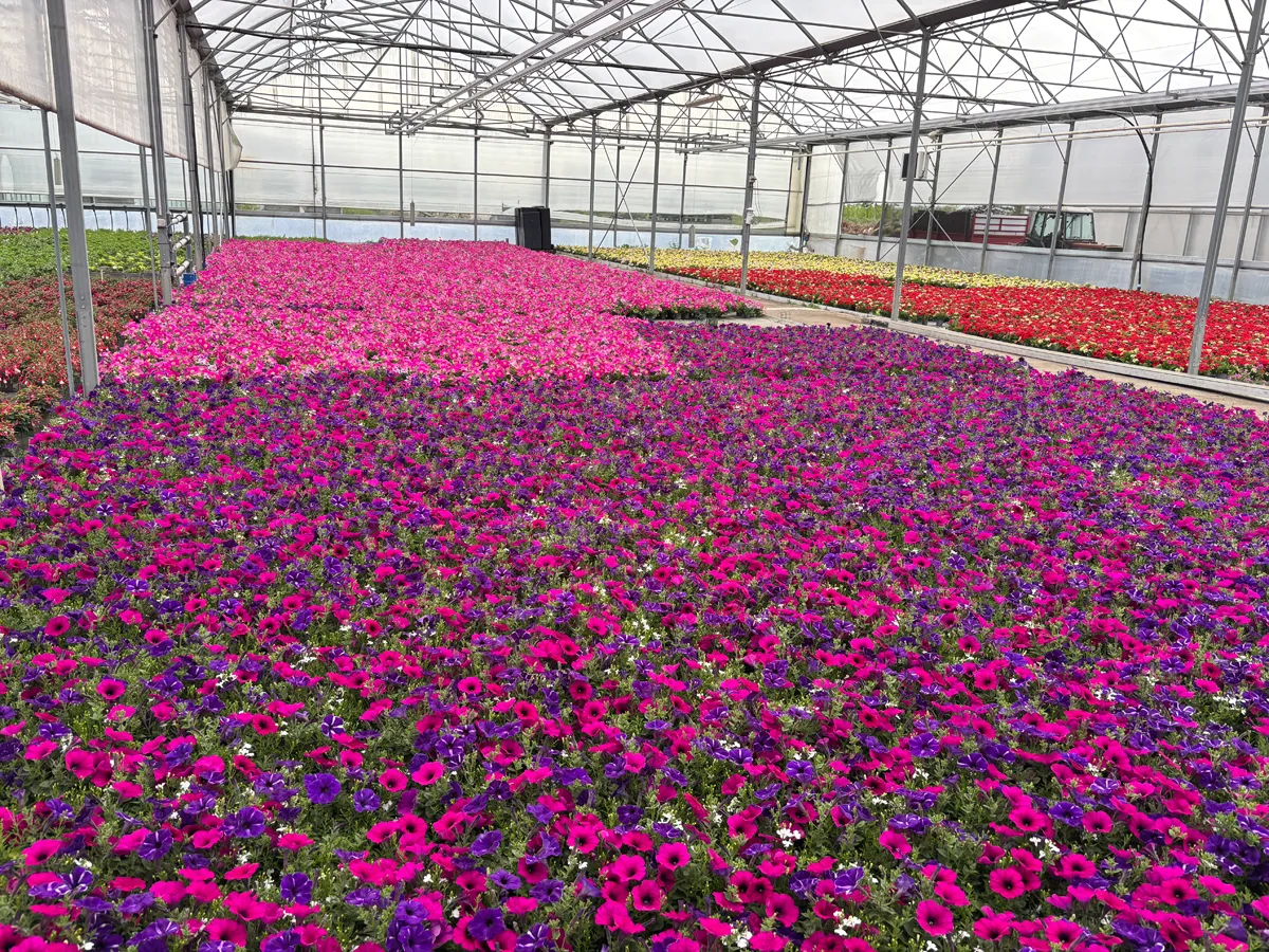 Calibrachoa – Image 5
