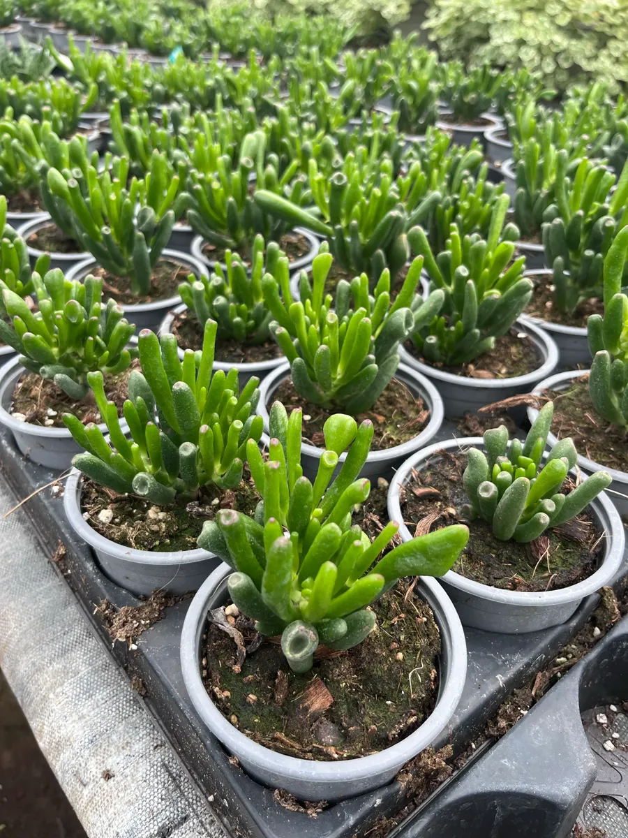 Succulentes