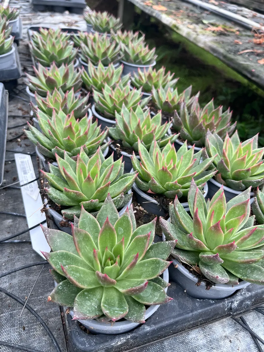 Succulentes – Image 2