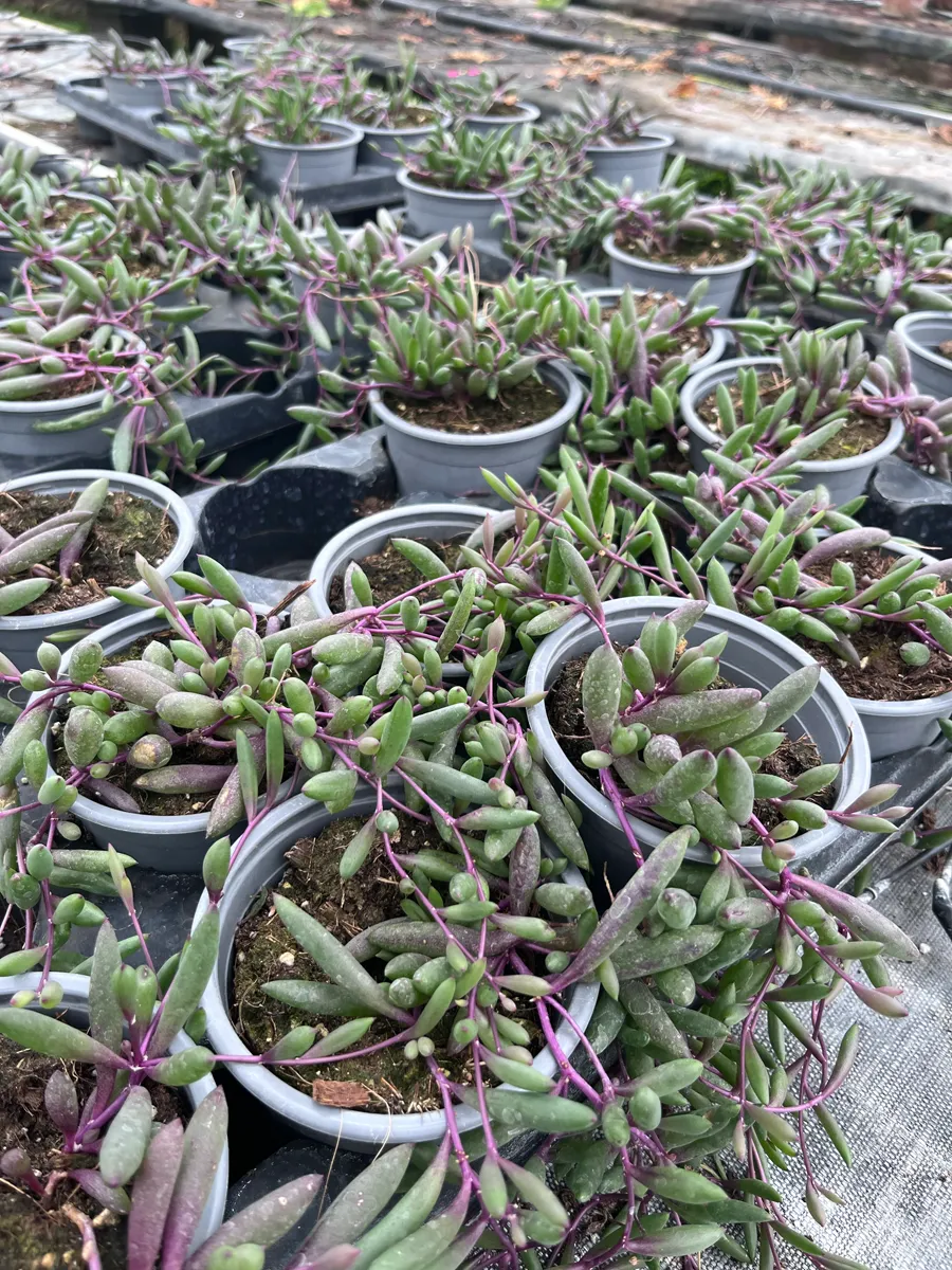 Succulentes – Image 3