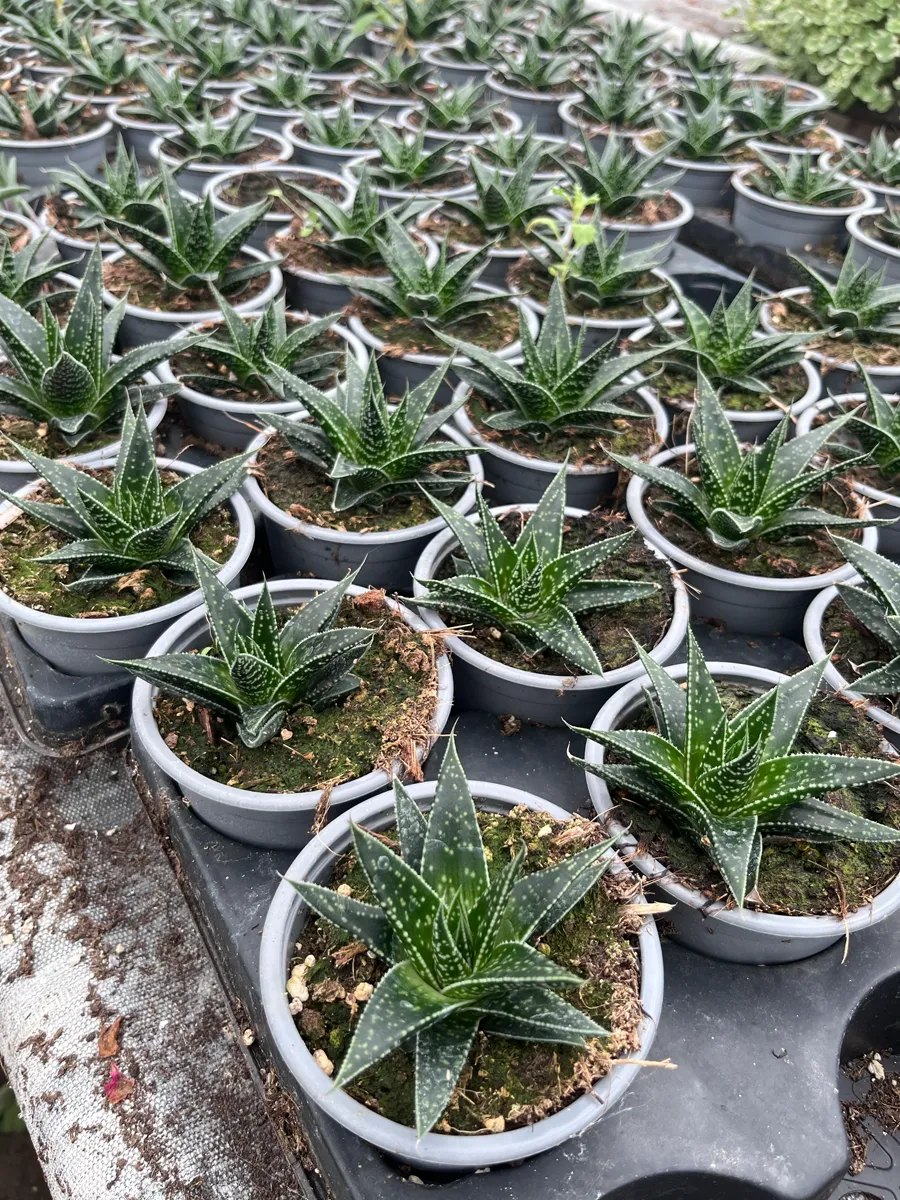 Succulentes – Image 4